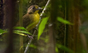 Bulbul jaunelore