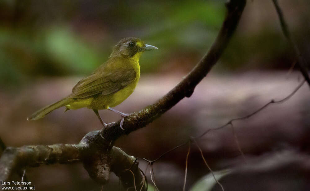 Yellow-lored Bristlebill