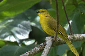 Joyful Greenbul