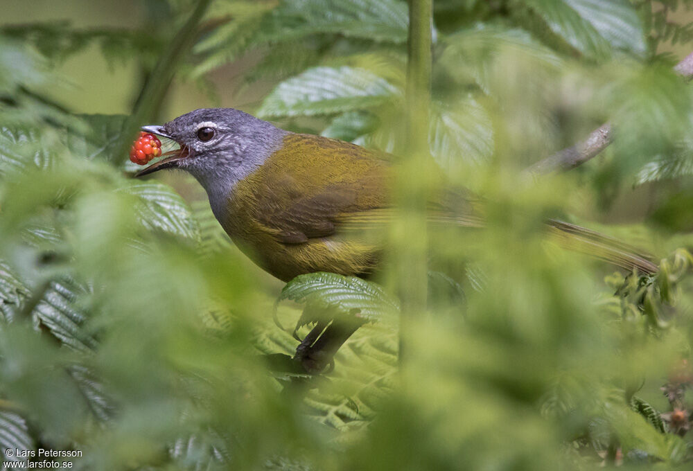 Olive-breasted Greenbul