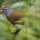 Bulbul kikuyu