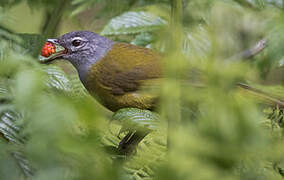 Olive-breasted Greenbul