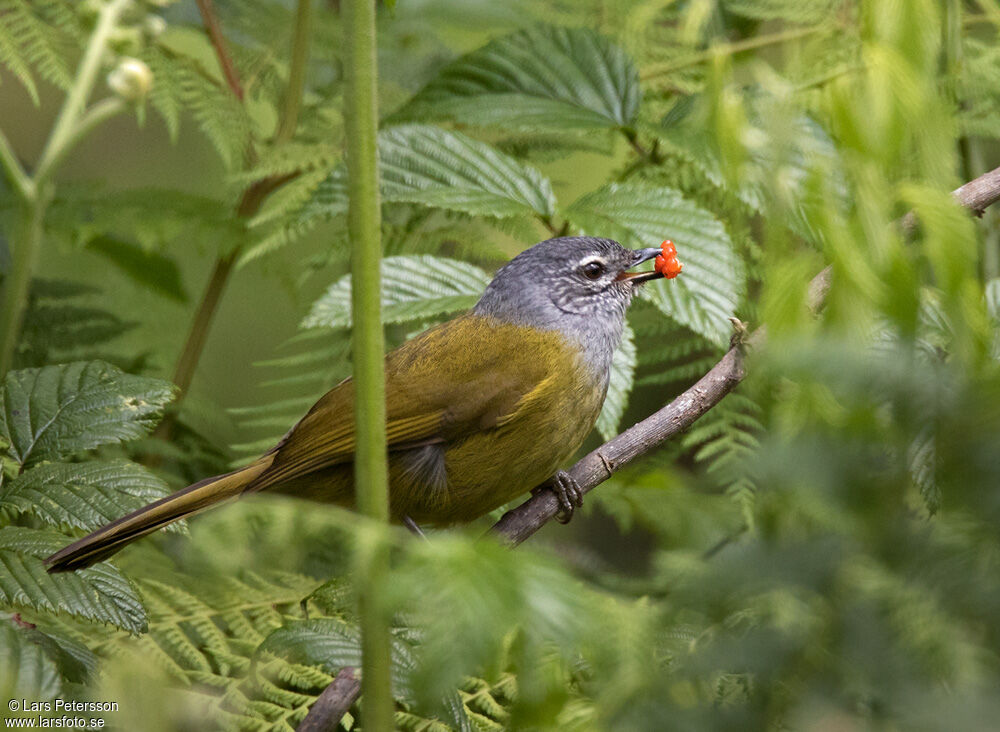 Olive-breasted Greenbul