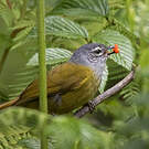 Bulbul kikuyu