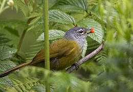 Olive-breasted Greenbul