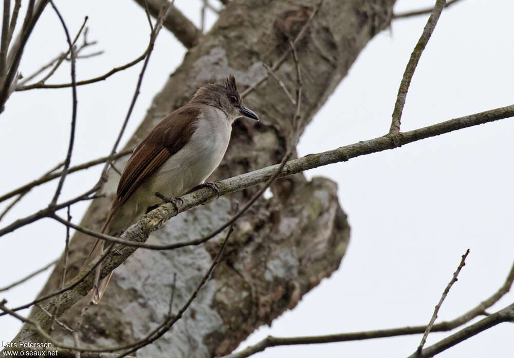 Puff-backed Bulbul