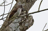Bulbul laineux