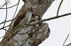 Bulbul laineux