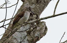 Puff-backed Bulbul