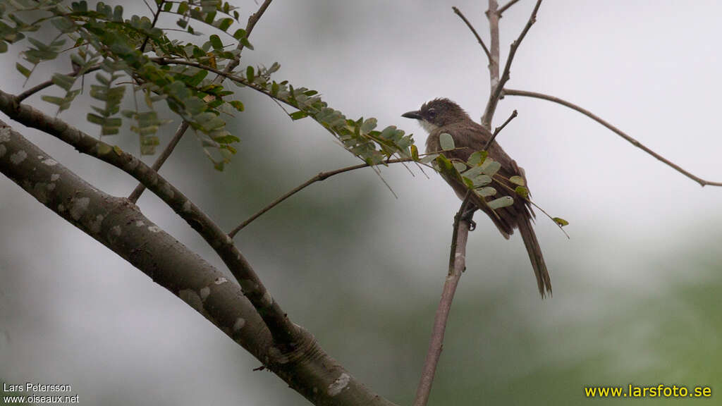 Bulbul modesteadulte