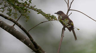 Simple Greenbul