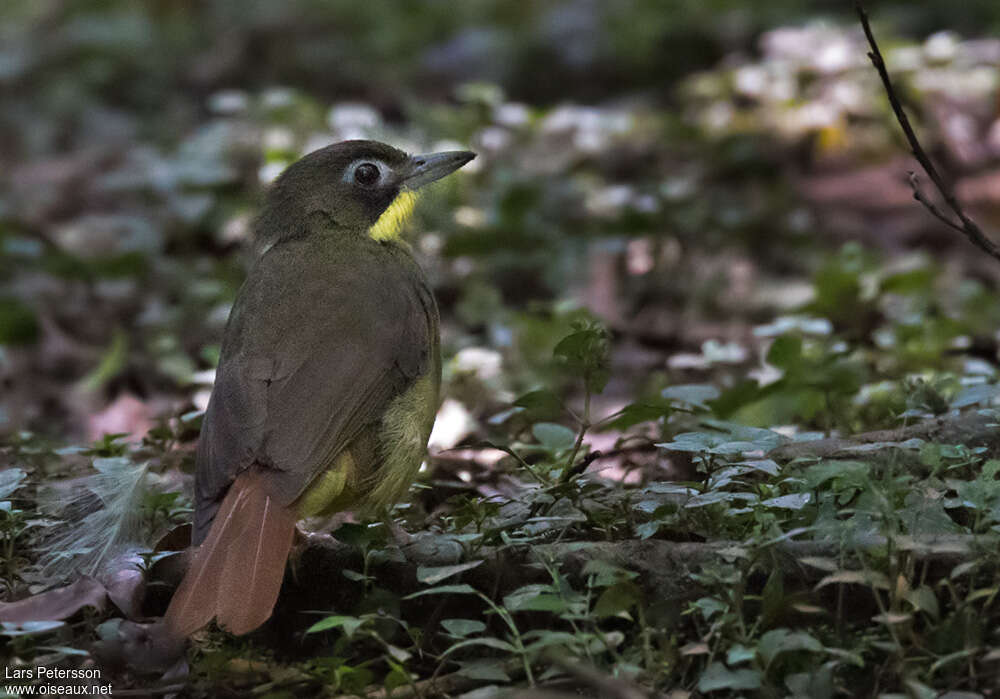 Red-tailed Bristlebilladult, pigmentation, fishing/hunting