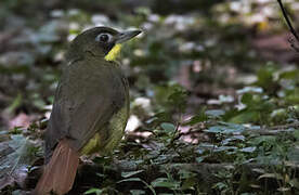 Red-tailed Bristlebill