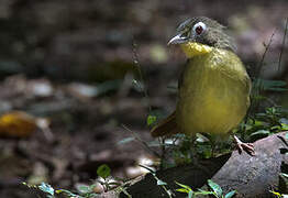 Red-tailed Bristlebill