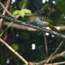 Bulbul nicator