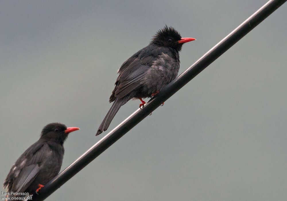 Bulbul noiradulte