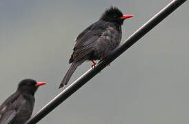 Black Bulbul