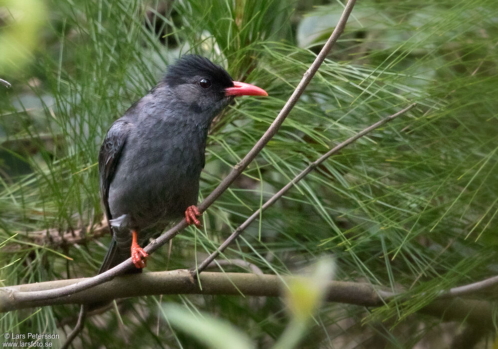 Black Bulbul