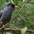 Bulbul noir
