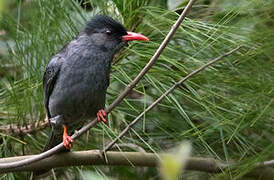 Black Bulbul