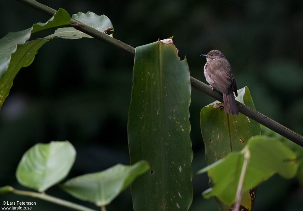 Spectacled Bulbul