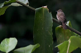 Spectacled Bulbul