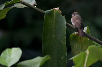 Bulbul oeil-de-feu