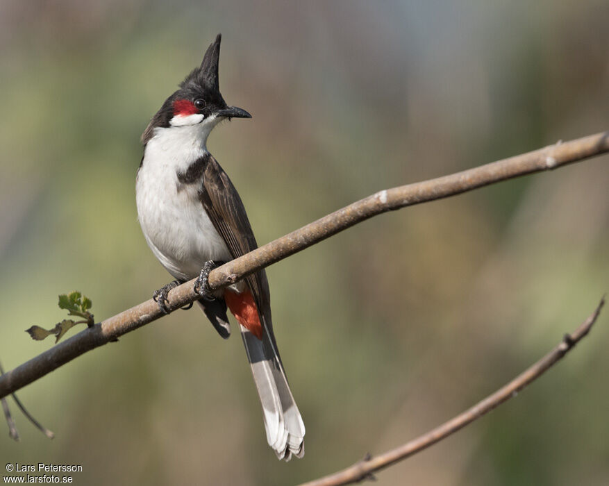 Bulbul orphée