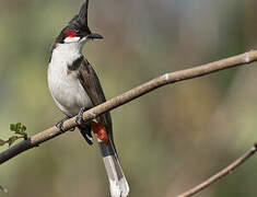 Red-whiskered Bulbul