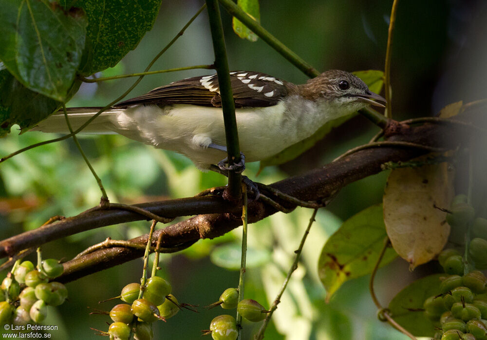 Spotted Greenbul