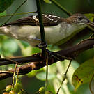 Bulbul tacheté