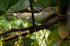 Bulbul tacheté