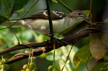 Bulbul tacheté