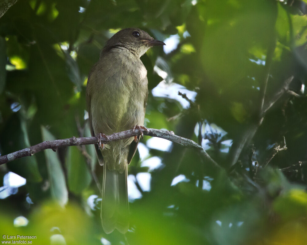 Little Greenbul