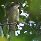 Bulbul verdâtre