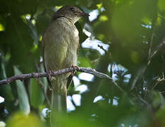 Little Greenbul