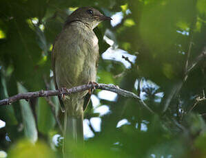 Bulbul verdâtre