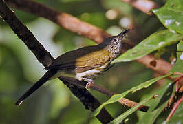 Javan Bulbul