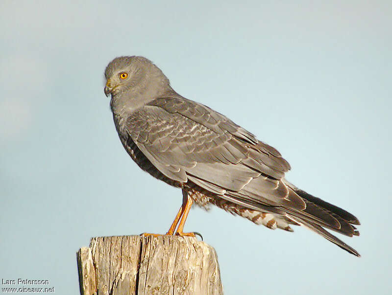 Busard bariolé mâle adulte, identification