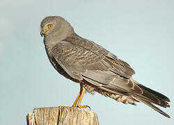 Cinereous Harrier