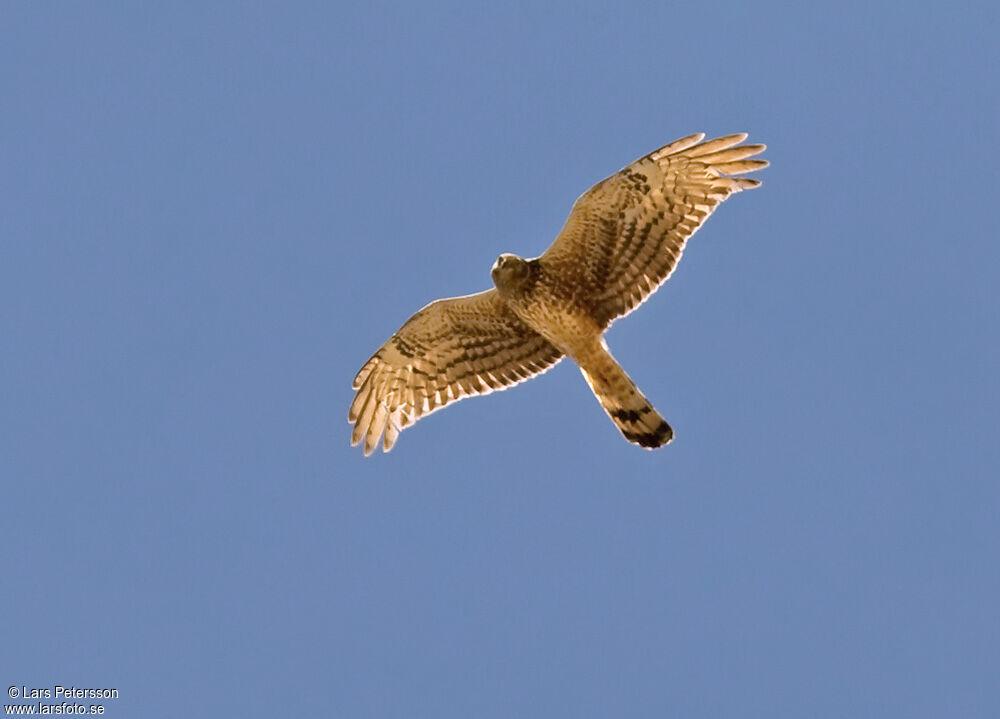 Cinereous Harrier