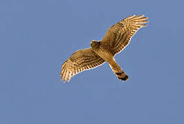 Cinereous Harrier