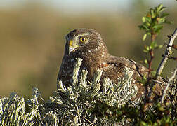 Cinereous Harrier