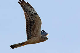 Montagu's Harrier