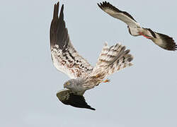 Montagu's Harrier