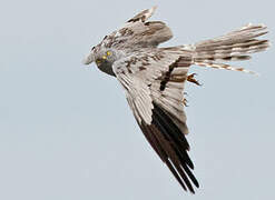 Montagu's Harrier