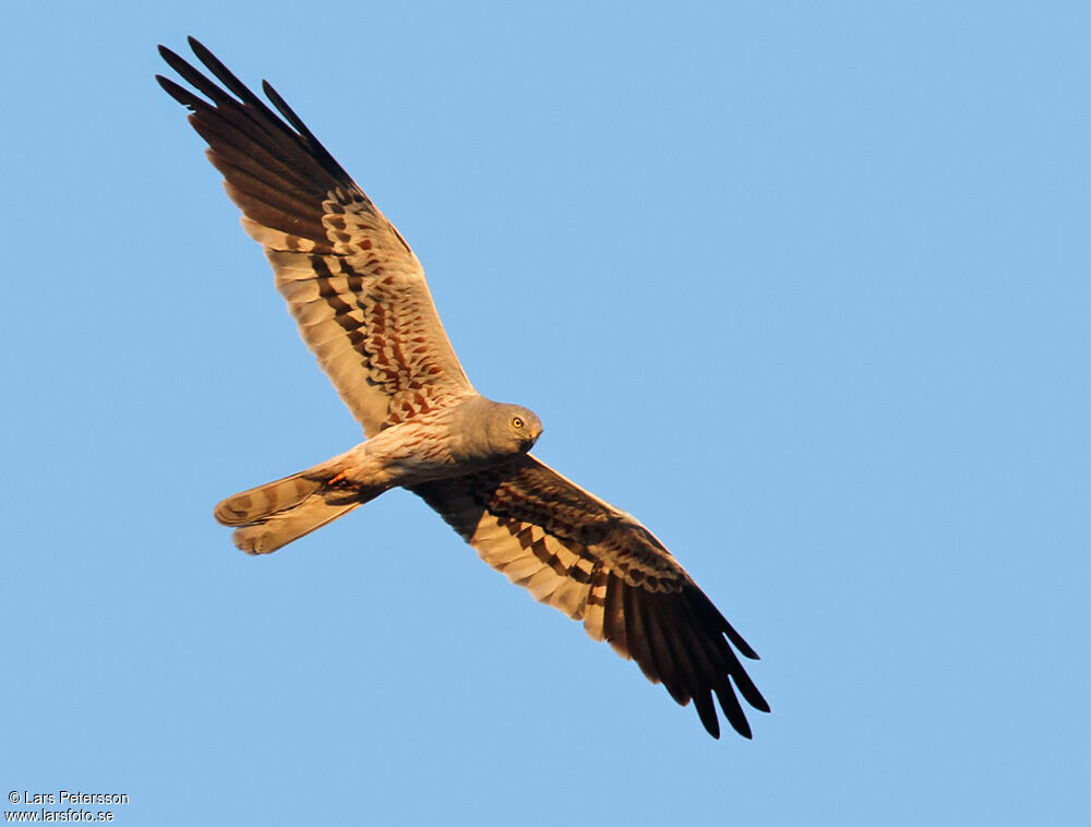 Montagu's Harrier