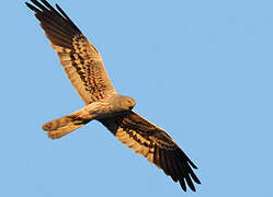 Montagu's Harrier