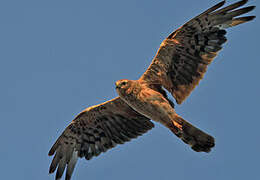 Montagu's Harrier