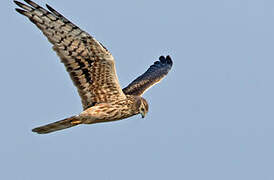 Montagu's Harrier